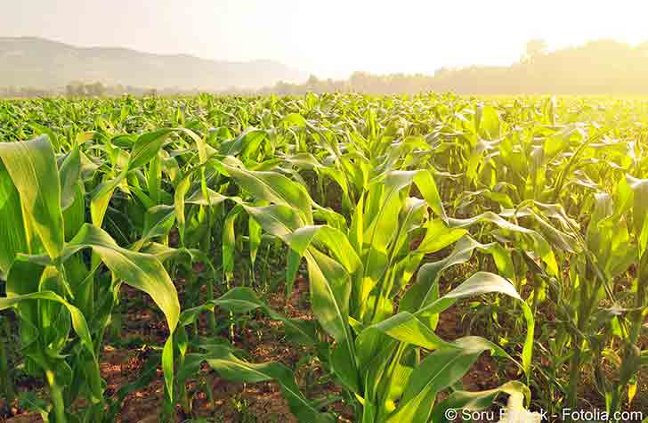 Aux Etats gnraux de lalimentation il sera question dagriculture