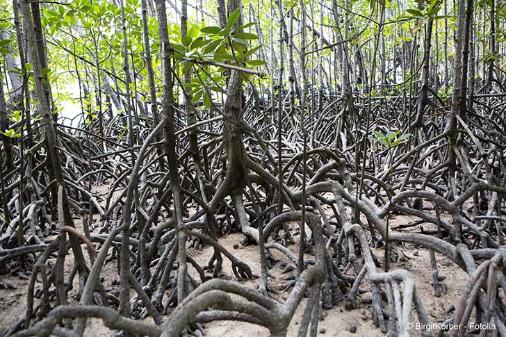 Les mangroves constituent une barrière contre les tsunamis