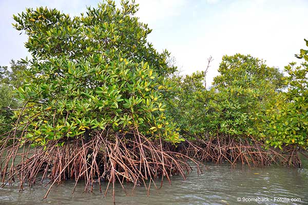 Le bouclier entre terre et mer constitu par la mangrove doit tre sauv