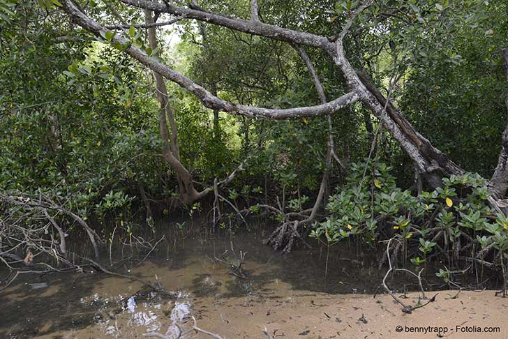 La mangrove qui relie la mer à la terre à Madagascar est en danger