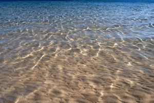 Inauguration de la météo des méduses sur la Côte d