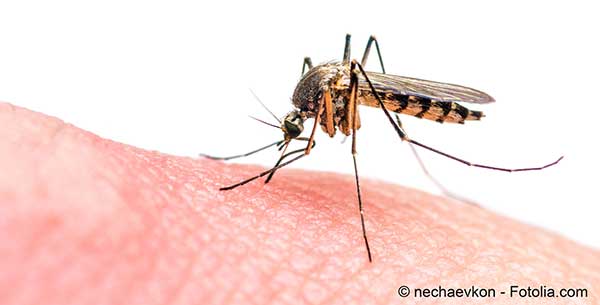 LOrganisation mondiale de la sant sonne lalerte face au virus du Zika