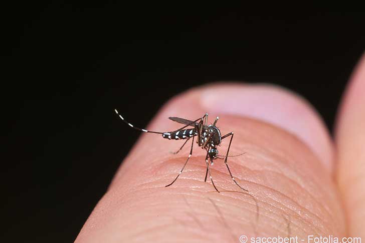 Alerte au moustique-tigre porteur de la dengue