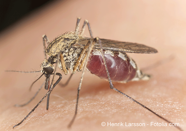 Arrive en force du virus du chikungunya aux Antilles