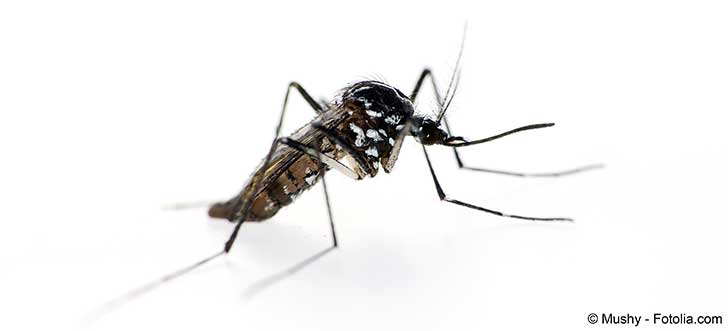 En Floride la lutte contre les moustiques porteurs du virus Zika est mal engagée