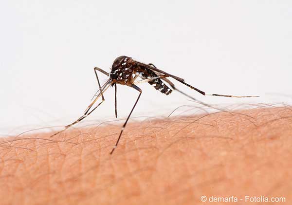 Le moustique Aèdes aegypti dit moustique tigre véhicule aussi le virus Zika