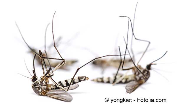 Le Brésil lâche des moustiques OGM pour tenter d’enrayer la dengue