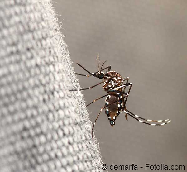 Un nouveau virus le zika véhiculé par les moustiques se propage en métropole