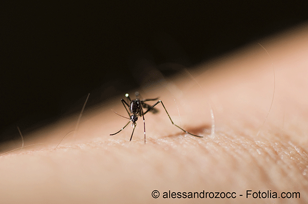 Des moustiques OGM pour lutter contre la transmission de maladies virales