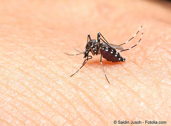 La Martinique est placée en phase d’alerte face au virus Zika
