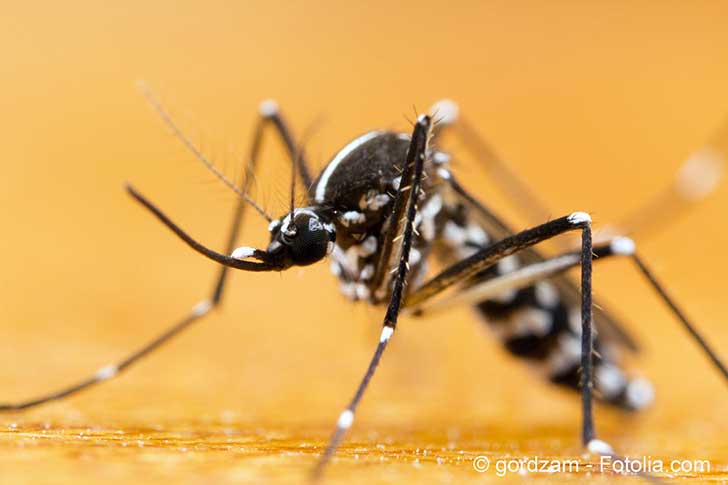 Ltat durgence mondial face au Zika a t lev mais il laisse des squelles