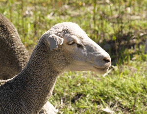 Des moutons affects  Paris en guise de tondeuse