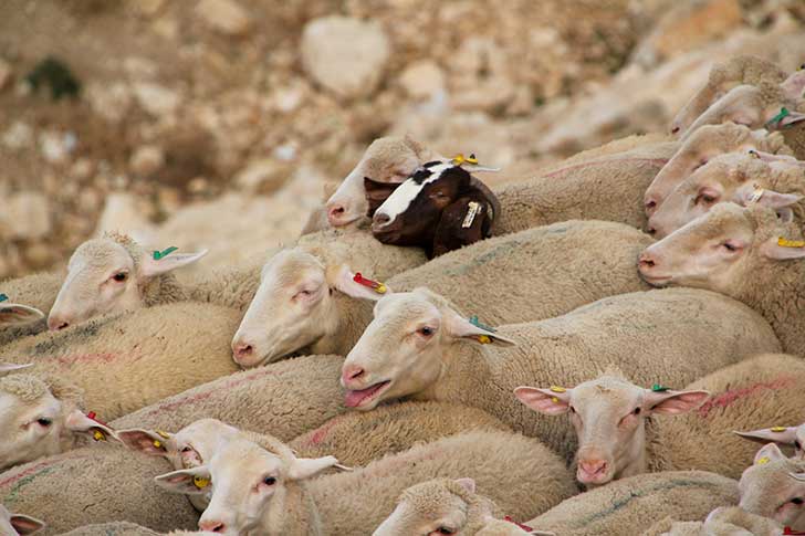La fivre catarrhale ovine arrive en France