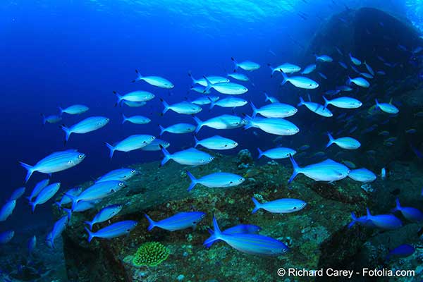 La biodiversité marine serait bouleversée en cas de réchauffement climatique excessif