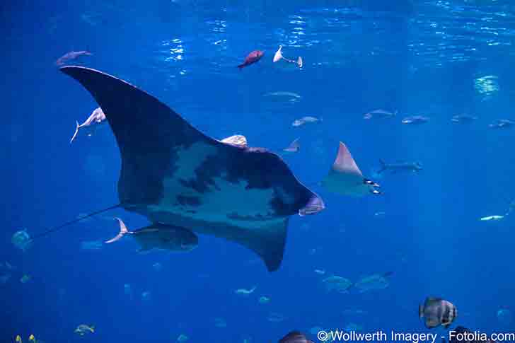 Des négociations sont en cours sous l’égide de l’ONU pour la conservation de la biodiversité en haute mer