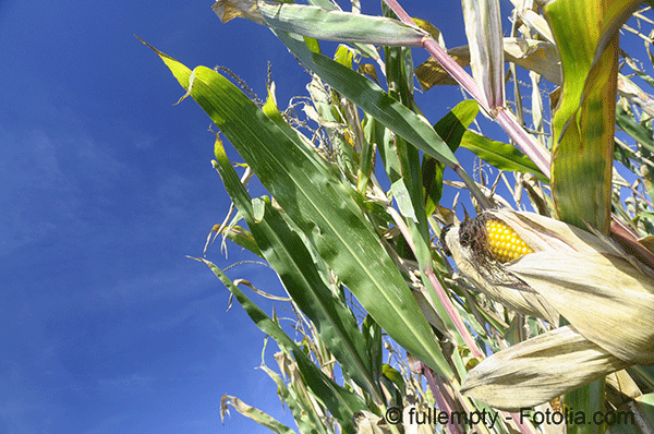 Un maïs OGM autorisé par Bruxelles, ne restera pas longtemps interdit en France