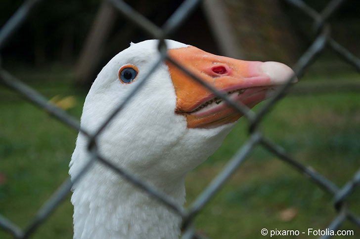 Un collectif demande linterdiction du foie gras