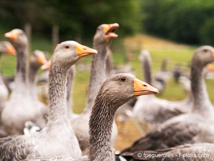 La grippe aviaire est de retour dans le Sud-Ouest de la France