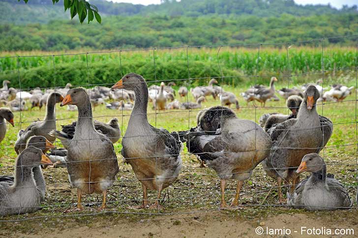 Le niveau d’alerte de la grippe aviaire en France passe de risque moyen a risqué élevé