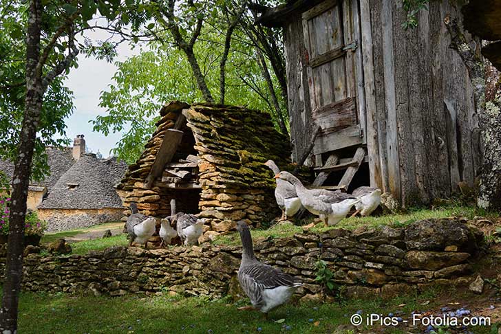 La filière du foie gras se redresse