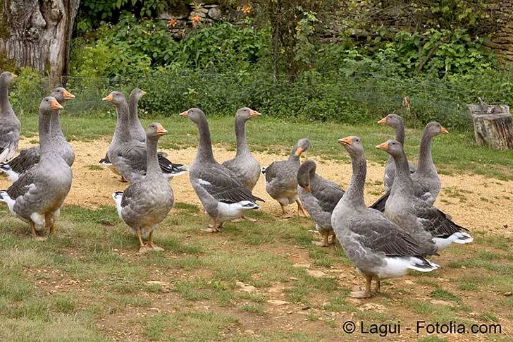 Retour de la grippe aviaire en Dordogne et dans lAveyron