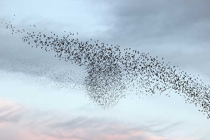 La chasse des oiseaux  la glu est interdite cette anne