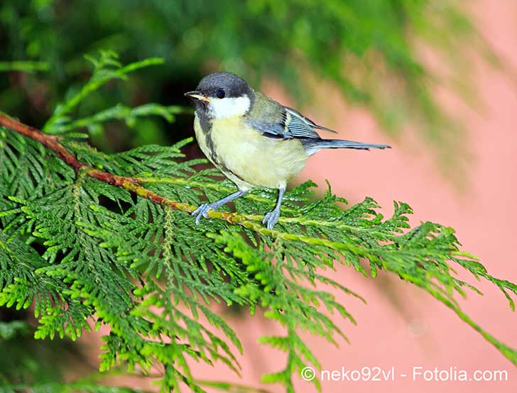 Les oiseaux disparaissent de notre ciel