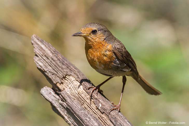La biodiversité s’adapte au changement climatique mieux que l’homme