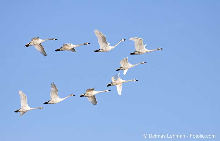 Ce sont les oiseaux migrateurs qui propagent trs probablement la grippe aviaire