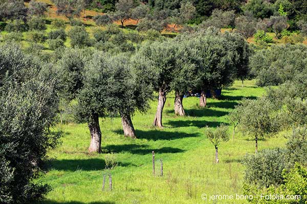 La lutte contre la bactrie tueuse des oliviers sorganise en Corse