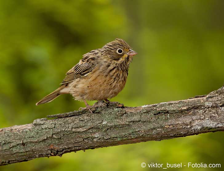 La chasse aux ortolans reprendra en fin d’été dans le Sud-Ouest de la France