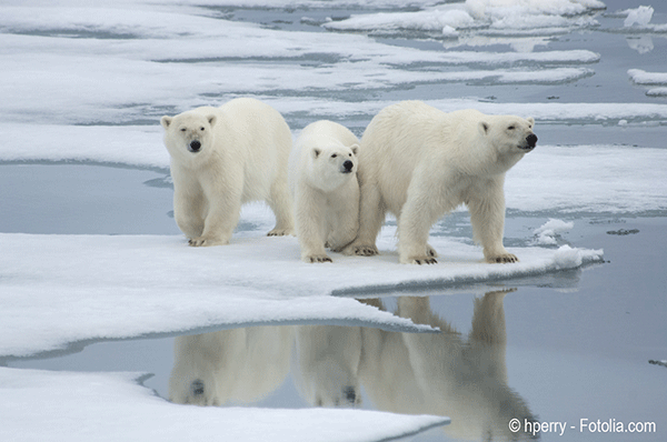 L’ours blanc est la première victime recensée du réchauffement climatique