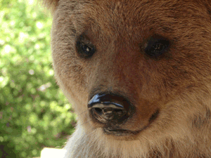 Deux ours supplémentaires sont attendus dans les Pyrénées