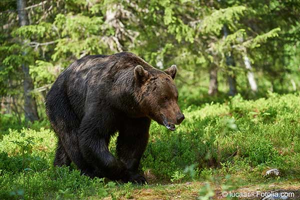 Le moment semble être venu de lâcher quelques ours dans les Pyrénées côté française