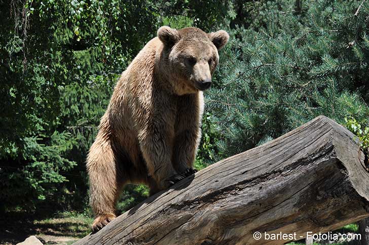 En Ariège la révolte gronde contre les ours tueurs de brebis