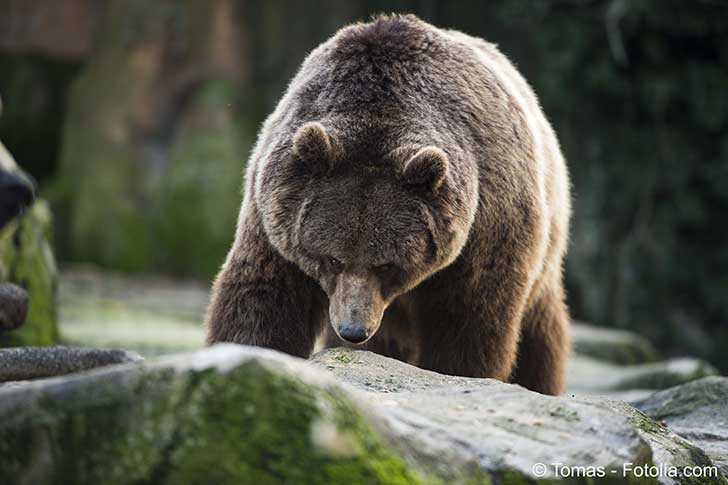 Dans les Pyrénées les hostilités entre pro et anti ours ne faiblissent pas