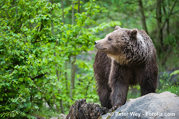 Des ours sans frontières pour repeupler les Pyrénées, lâchés en Espagne
