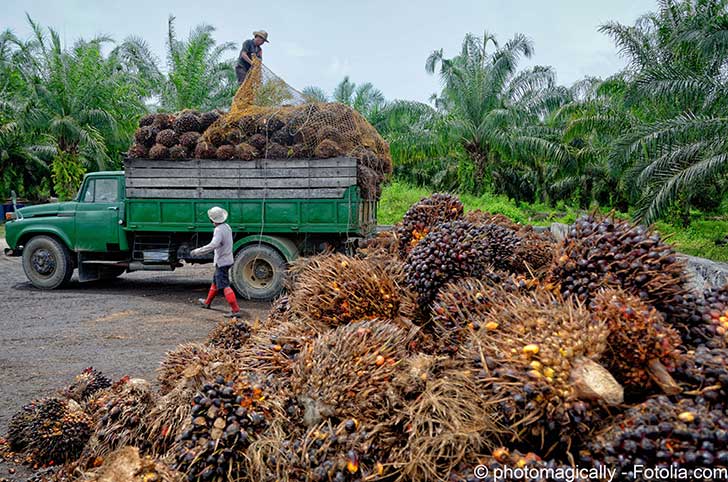 Les agriculteurs français s’opposent à l’utilisation de l’huile de palm
