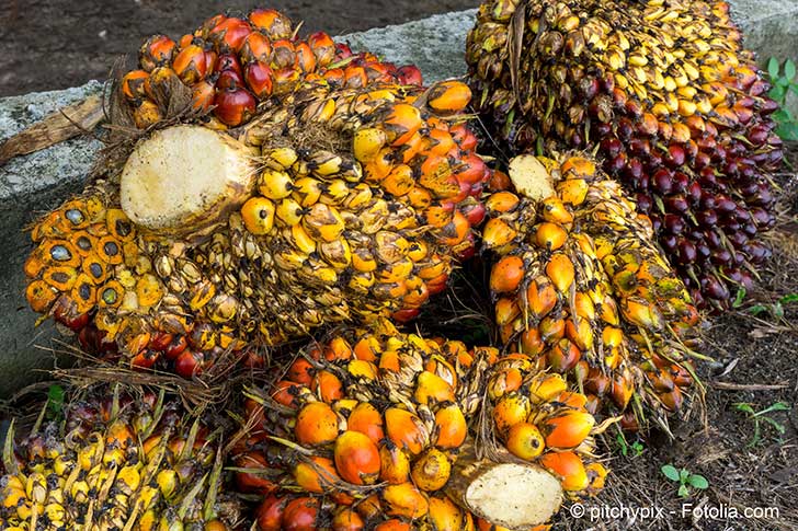 Limportation dhuile de palme en France encourage la dforestation