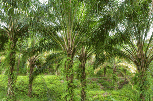 Retour en force de la culture des palmiers  huile en Afrique