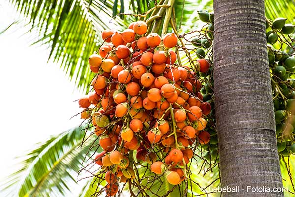 La monoculture du palmier � huile menace la biodiversit�