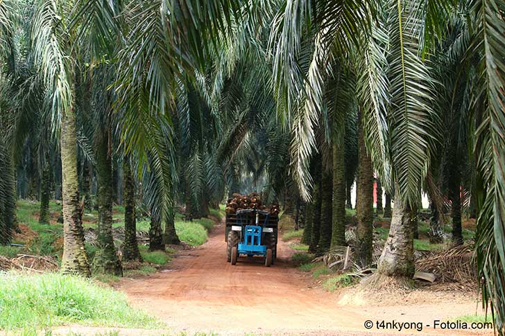 Le Parlement européen se penche sur la production de l’huile de palme