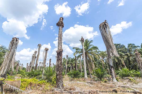 Le principal reproche fait  lhuile de palme reste la dforestation