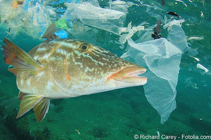 Un continent de plastiques se met en place dans le Pacifique (par ...