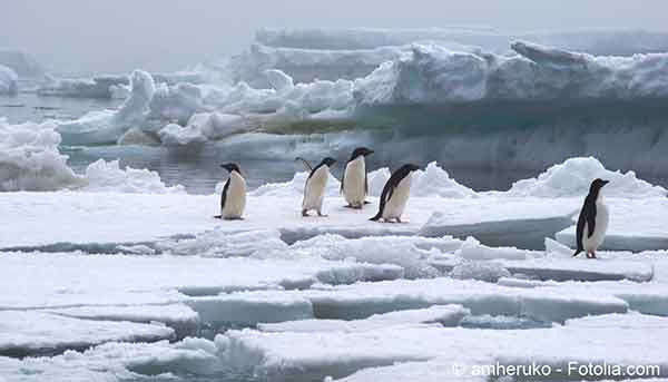 La banquise de l’Antarctique est touchée par la fonte après celle de l’Arctique