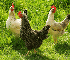 Les particularit�s du virus H7N9 de la grippe aviaire inqui�tent les experts