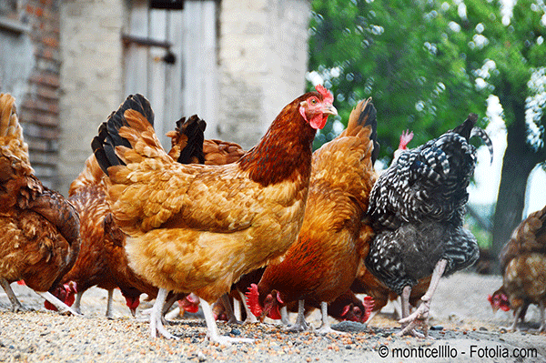 La grippe aviaire revient en force cette année