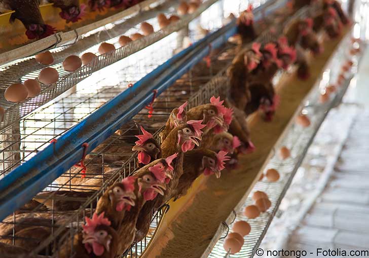 Le scandale des œufs au fipronil n’est pas le premier ni le dernier scandale alimentaire