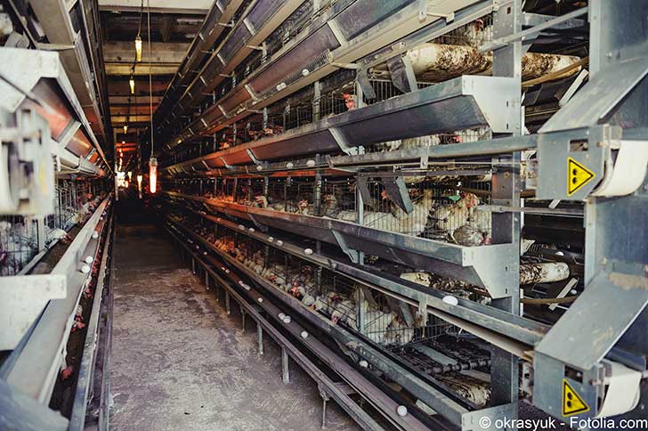 En Corée du Sud le cas des œufs contaminés a été soulevé dès avril 2017