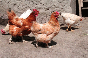 De nouveaux virus de la grippe aviaire se d�veloppent en Asie